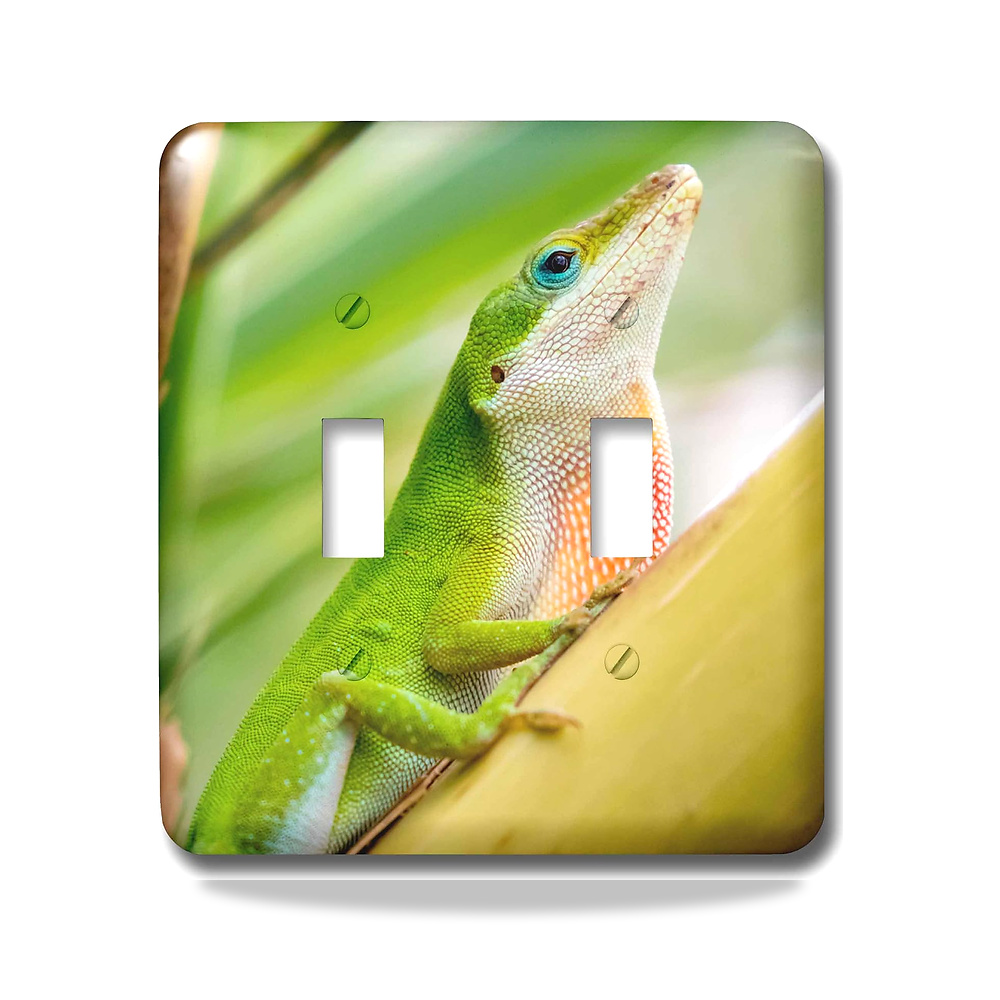 صورة منتج 3D روز lsp_260105_2 الولايات المتحدة الأمريكية، تكساس، سابال بالم سانكتشور. مفتاح تبديل أنول أخضر ذكر - كود الصنف reemco-2027-1782550 - ماركة يباع من خلال reemco - توريد وتصوير حصري لشركة ريمكو القابضة السعودية