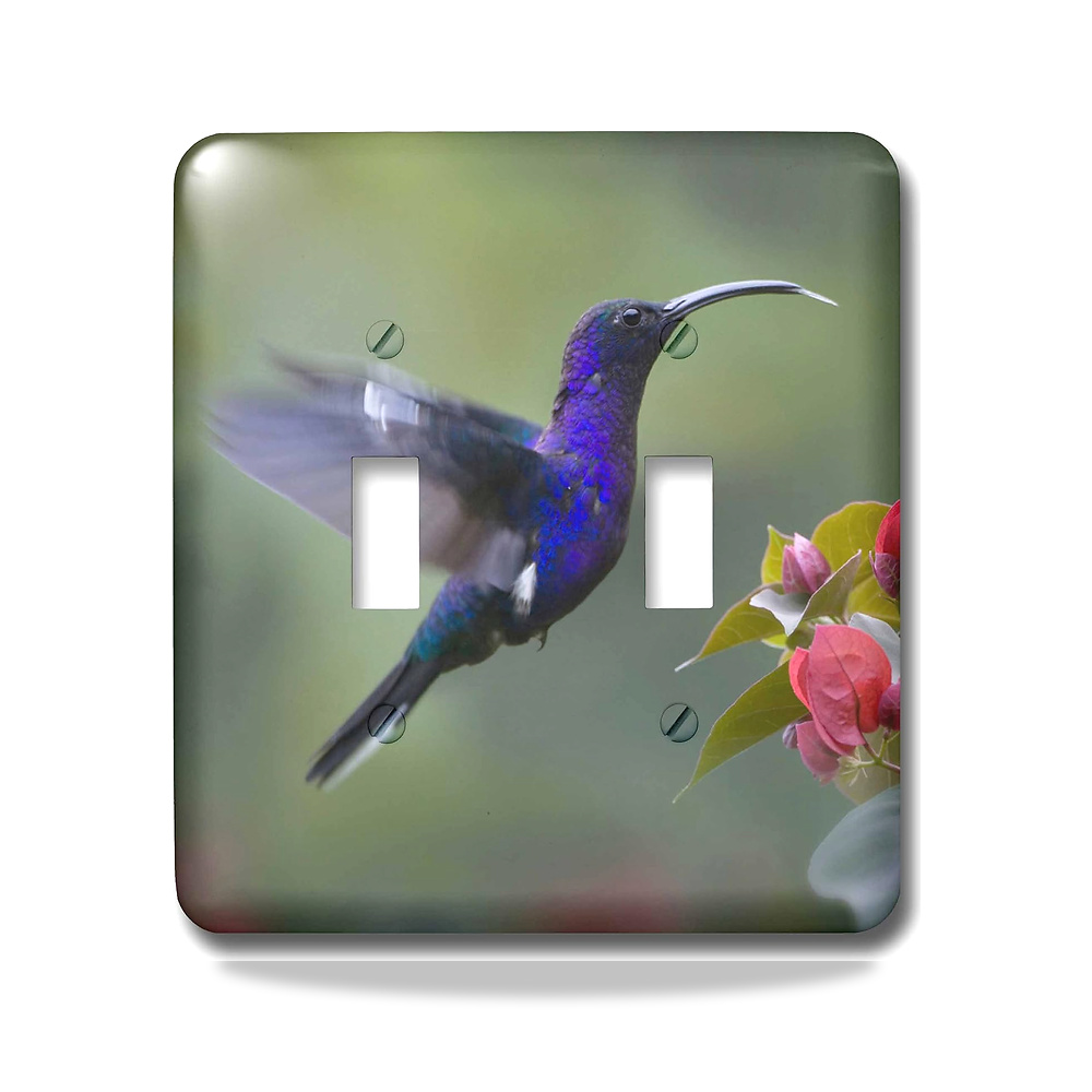 صورة منتج 3D روز مفتاح تبديل للطائر الطنان lsp_258098_2 بنفسجي سابروينغ، كامبيلوبتيروس هيميليوكوروس 3دي روز - كود الصنف reemco-2027-1782551 - ماركة يباع من خلال reemco - توريد وتصوير حصري لشركة ريمكو القابضة السعودية