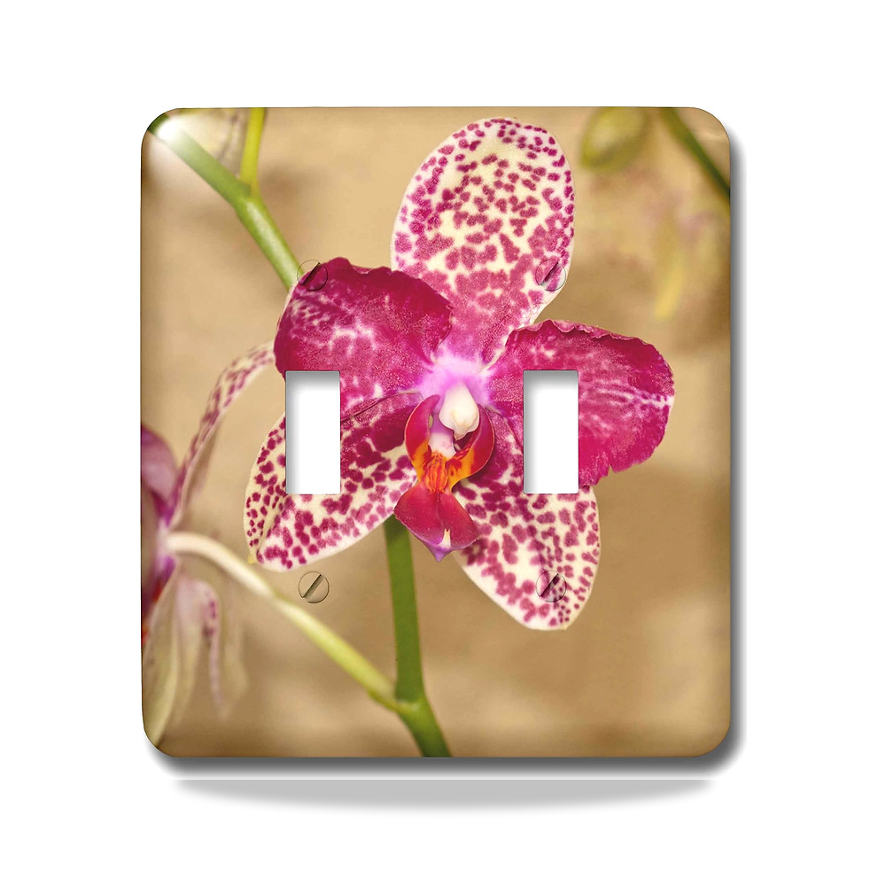 صورة منتج 3D روز lsp_259170_2 الولايات المتحدة الأمريكية، فلوريدا، ساراسوتا، مفتاح تبديل الأوركيد المنقط 3دي روز - كود الصنف reemco-2027-1782582 - ماركة يباع من خلال reemco - توريد وتصوير حصري لشركة ريمكو القابضة السعودية