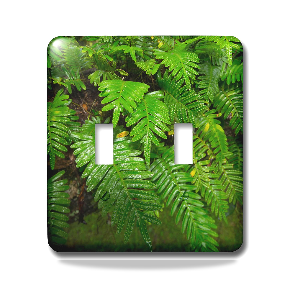 صورة منتج 3D روز lsp_230505_2 Resurrection Fern، Pleopeltis Polypodioides ، مفتاح تبديل فلوريدا ، مختلط 3دي روز - كود الصنف reemco-2027-1783194 - ماركة يباع من خلال reemco - توريد وتصوير حصري لشركة ريمكو القابضة السعودية