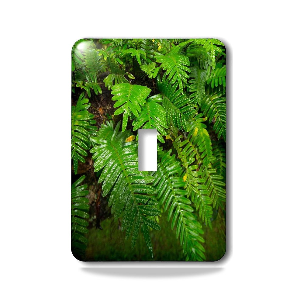 صورة منتج 3D روز lsp_230505_1 Resurrection Fern، Pleopeltis polypodioides ، فلوريدا مفتاح تبديل واحد 3دي روز - كود الصنف reemco-2027-1783195 - ماركة يباع من خلال reemco - توريد وتصوير حصري لشركة ريمكو القابضة السعودية