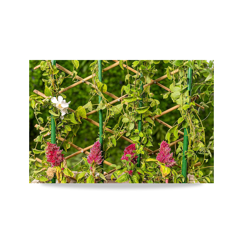 صورة منتج تعريشة قابلة للتمدد من الخيزران GL-4151 من سلطان جاردنز، مقاس 60 سم × 180 سم sultan garden center - كود الصنف reemco-2027-1859167 - ماركة يباع من خلال reemco - توريد وتصوير حصري لشركة ريمكو القابضة السعودية