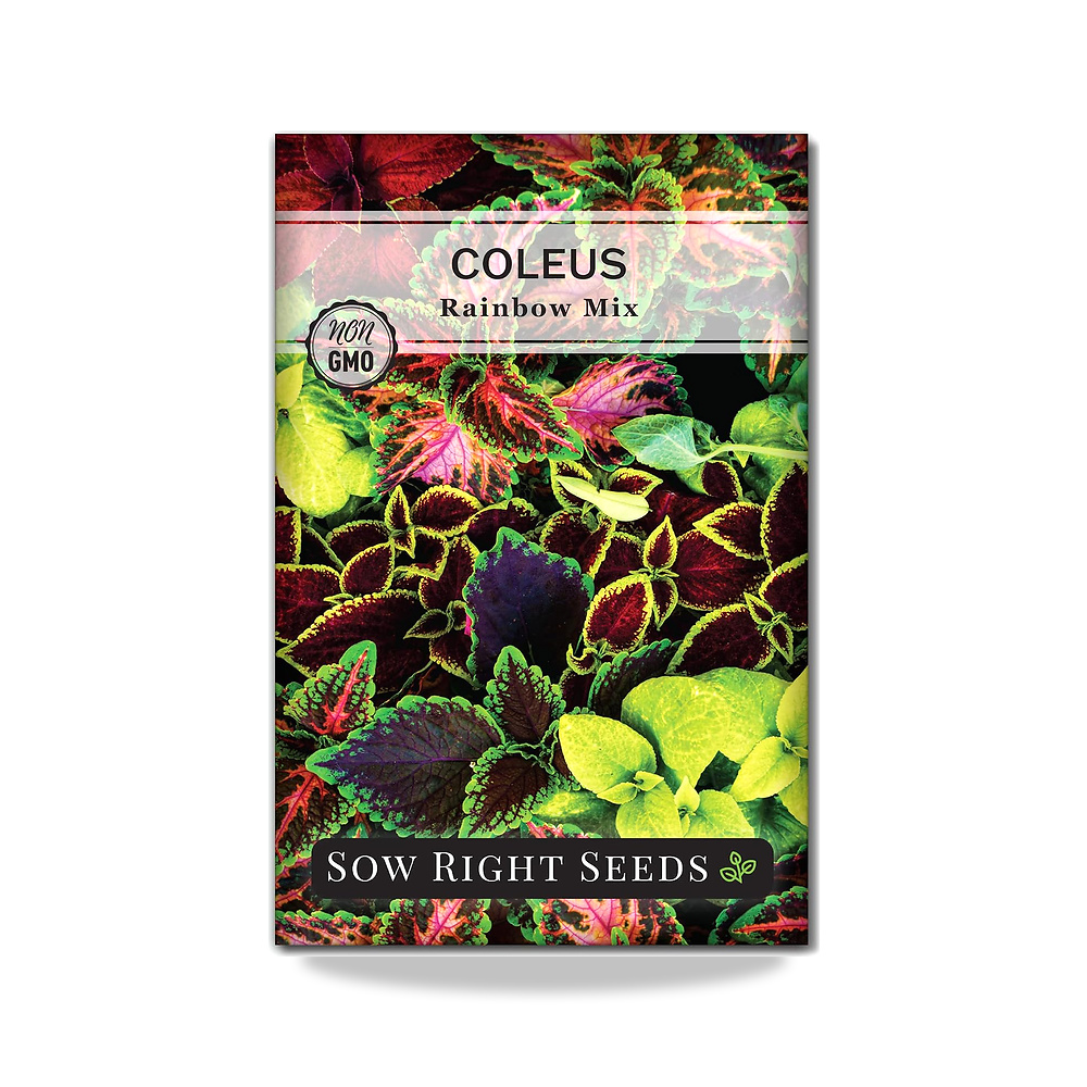 صورة منتج بذور زرع رايت – القوليوس قوس قزح لزراعة الزهور الداخلية والزهور الظلية Sow Right Seeds – مميزات المادة نبات الإرث – اللون بني - كود الصنف reemco-2027-1859449 - ماركة يباع من خلال reemco - توريد وتصوير حصري لشركة ريمكو القابضة السعودية