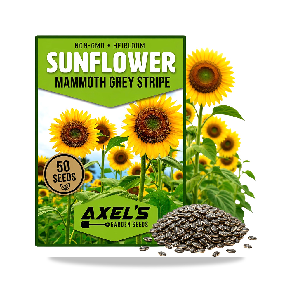 صورة منتج 50 بذرة عباد الشمس العملاقة للزراعة – موروثة غير معدلة وراثيا Axel’s Garden Seeds – اللون رمادي، أصفر – التعرض لأشعة الشمس شمس كاملة - كود الصنف reemco-2027-1861751 - ماركة يباع من خلال reemco - توريد وتصوير حصري لشركة ريمكو القابضة السعودية
