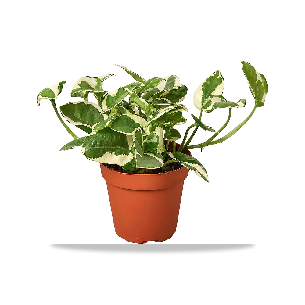 صورة منتج نبات بوثوس نجوي لايف للاستخدام الداخلي – نباتات منزلية في وعاء 4 انش و6 انش Thirsty Leaves - كود الصنف reemco-2027-1862099 - ماركة يباع من خلال reemco - توريد وتصوير حصري لشركة ريمكو القابضة السعودية