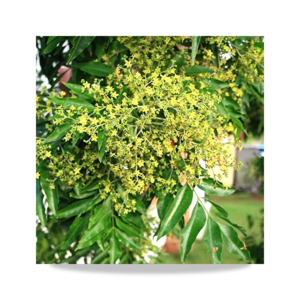 صورة منتج خشب اصفر زانثوكسيلا من فليندرسيا (N 269) - كود الصنف reemco-2027-1928756 - ماركة يباع من خلال reemco - توريد وتصوير حصري لشركة ريمكو القابضة السعودية