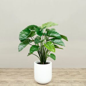 شجرة ألوكاسيا اصطناعية بارتفاع 100 سم