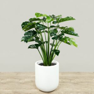 مونستيرا اصطناائية بارتفاع 100 سم