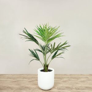 نخلة كنتيا بارتفاع 120 سم