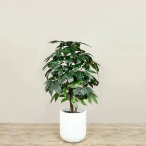 شجرة شيفليرا اصطناعية بارتفاع 120 سم