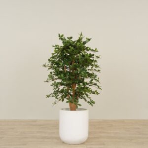 شجرة شيفليرا صناعية بارتفاع 120 سم