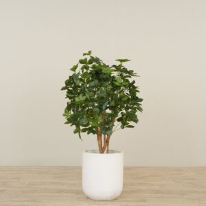 شجرة شيفليرا صناعية بارتفاع 120 سم