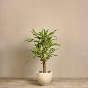 شجرة دراسينا اصطناعية بارتفاع 120 سم