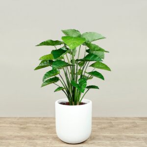 نبات ألوكاسيا اصطناعي بارتفاع 120 سم