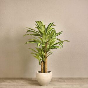 دراسينا صناعية بارتفاع 130 سم