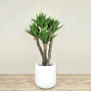 نبتة أغاف اصطناعية بارتفاع 135 سم