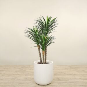 نبات يوكا صناعي بارتفاع 150 سم