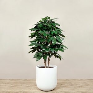 نبات شيفليرا صناعي بارتفاع 150 سم