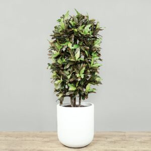 نبتة كروتون صناعية بارتفاع 150 سم