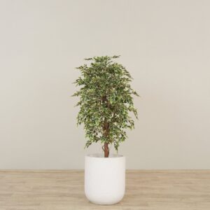 شجرة فيكس اصطناعية بارتفاع 150 سم