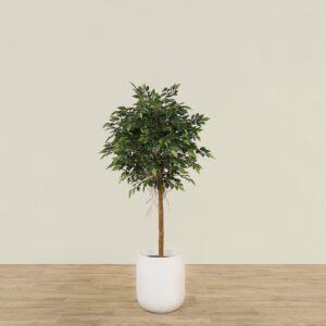 شجرة فيكوس صناعية صغيرة — ارتفاع 150 سم