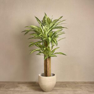 شجرة دراسينا اصطناعية بارتفاع 155 سم