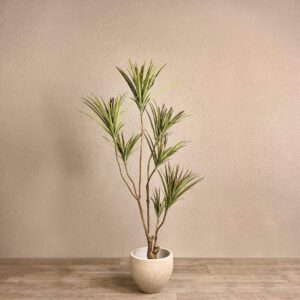 دراسينا صناعية ارتفاع 155 سم