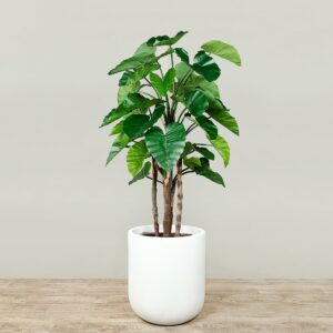 ألوكاسيا صناعية ارتفاع 165 سم