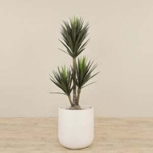 نبات يوكا صناعي بارتفاع 165 سم