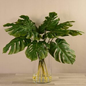 مجموعة أوراق شجرة الحب