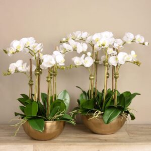 مجموعة أوركيد عصرية