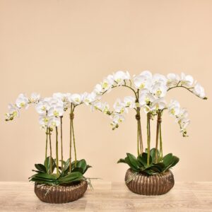 مجموعة أوركيد عصرية