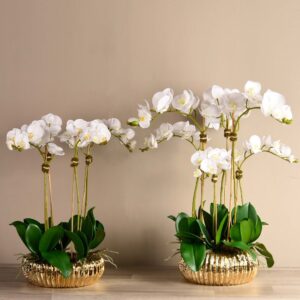 مجموعة أوركيد العصرية