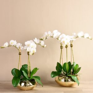 مجموعة أوركيد عصرية