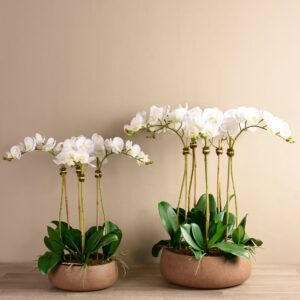 مجموعة أوركيد بدوية