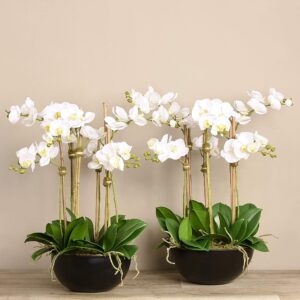 مجموعة زهور الأوركيد