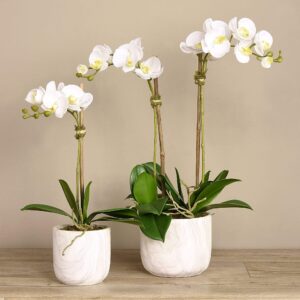 مجموعة أوركيد عصرية