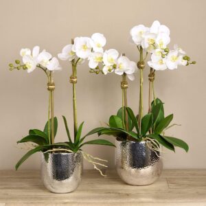 مجموعة أوركيد عصرية