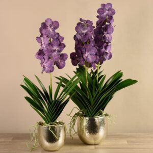 مجموعة زهور الفاندا