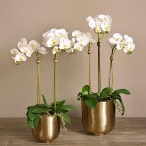 تشكيلة أوركيد مودرن