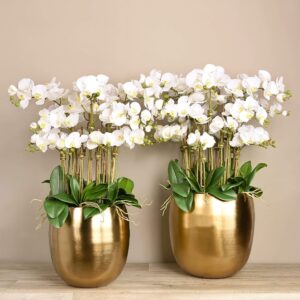 مجموعة أوركيد عصرية