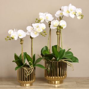 تشكيلة أوركيد مودرن