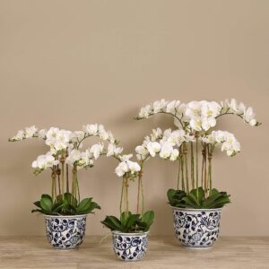 مجموعة أوركيد عصرية