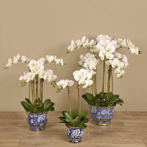 مجموعة أوركيد عصرية