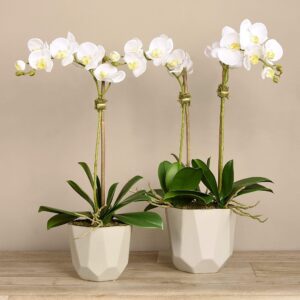 مجموعة أوركيد عصرية