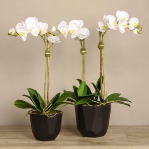 مجموعة أوركيد العصرية