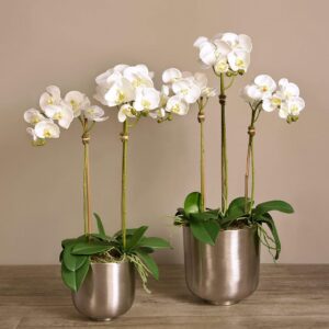 مجموعة أوركيد عصرية