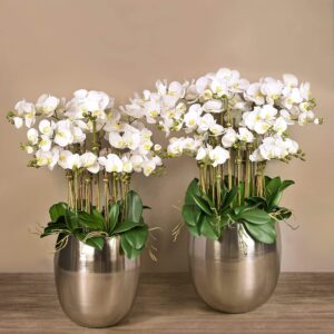 مجموعة أوركيد عصرية