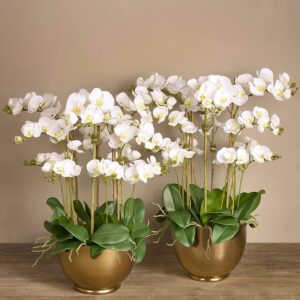 مجموعة أوركيد عصرية