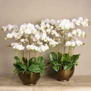 مجموعة أوركيد عصرية